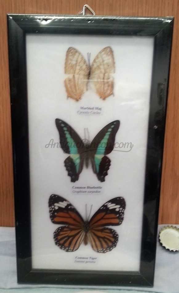 Mariposas disecadas en vitrina. 3 ejemplares diferentes e identificados.