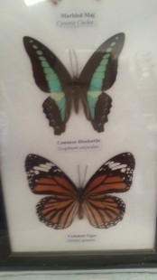 Mariposas disecadas en vitrina. 3 ejemplares diferentes e identificados.