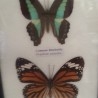 Mariposas disecadas en vitrina. 3 ejemplares diferentes e identificados.