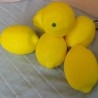 Limones. Imitación alimentos. Seis unidades.