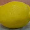 Limones. Imitación alimentos. Seis unidades.